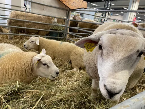 (Photos) : l’élevage du Grand Est à la fête au salon AGRIMAX